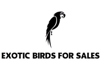 exoticbirdsforsales.com