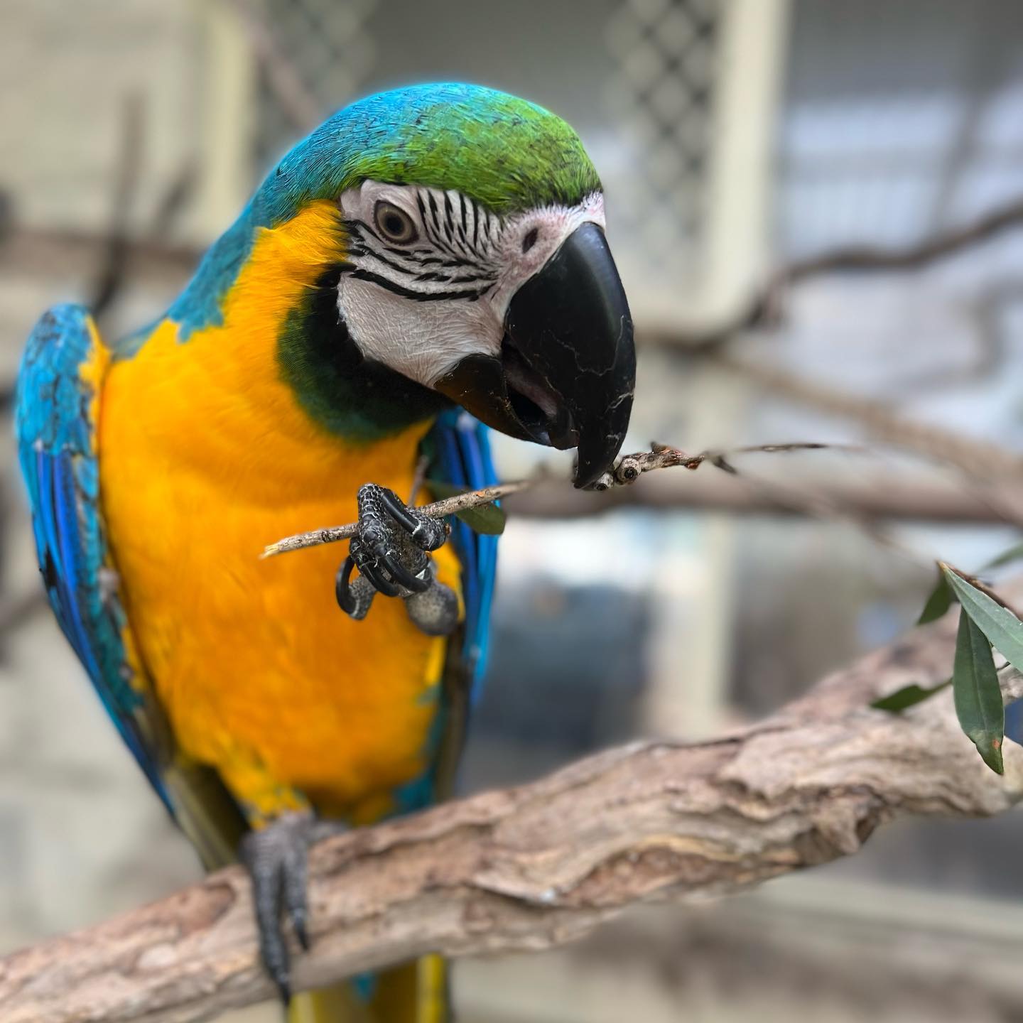 1-Year-Old Male Blue & Gold Macaw