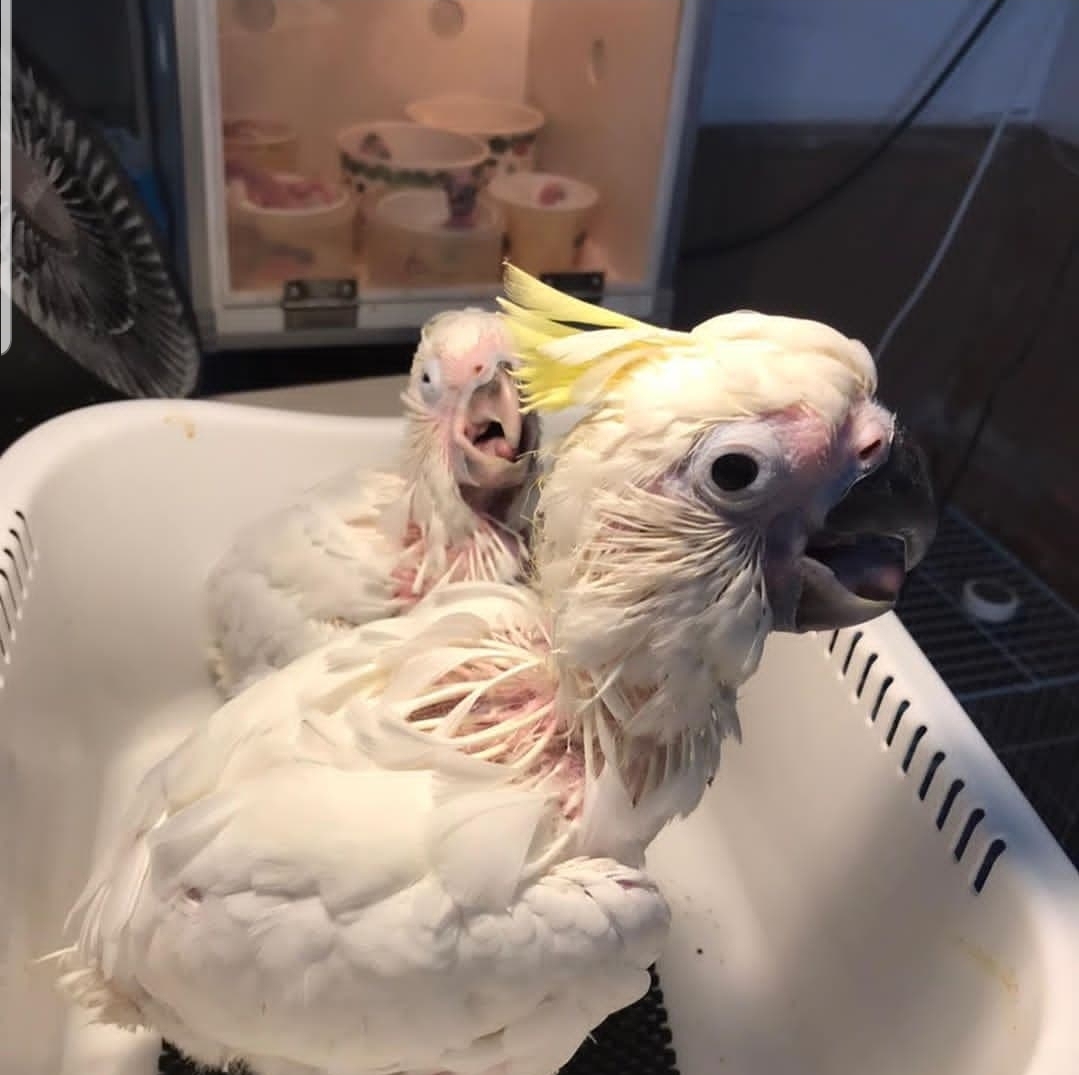 2-month-old Sulphur-Crested Cockatoo Parrots