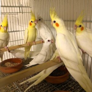 Male & Female 8-Month-Old Tamed Cockatiels