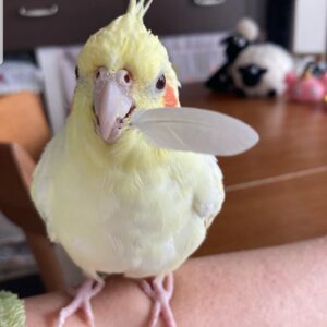 3-Month-Old Female Cockatiel Parrot
