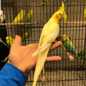 Tamed Female Cockatiel Parrot