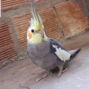 7-Month-Old Female Cockatiel Parrot