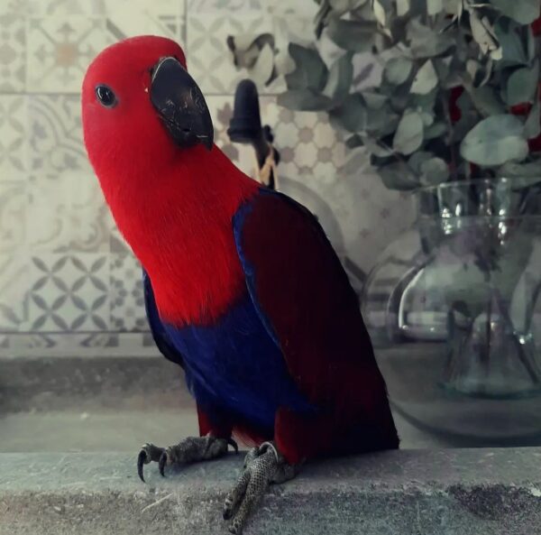 20221123_002010-Copy-2-600x593