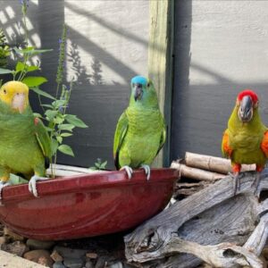 3 beautiful 8-month-old Amazon Parrots