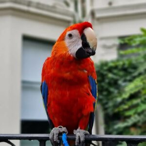 8 Months Old Scarlet Macaw Parrot