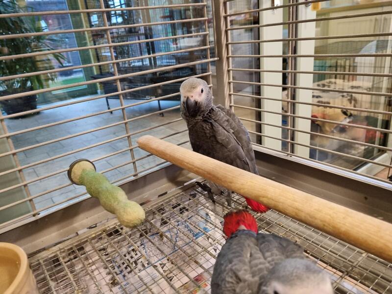 African-Grey-Baby-Parrots3