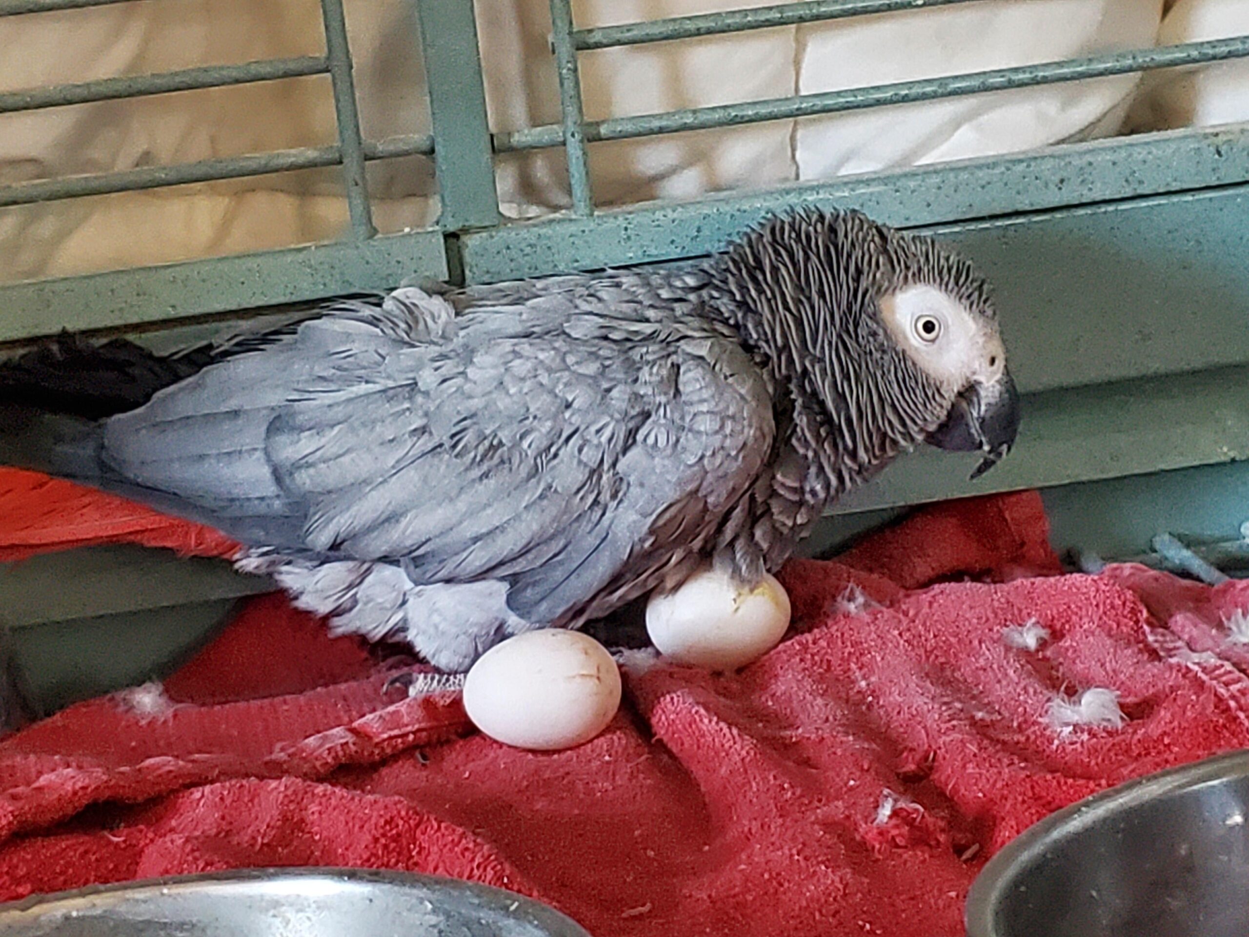 African-Grey-Parrot-Eggs-scaled