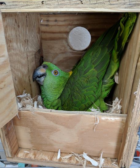 Amazon-Parrot-Eggs