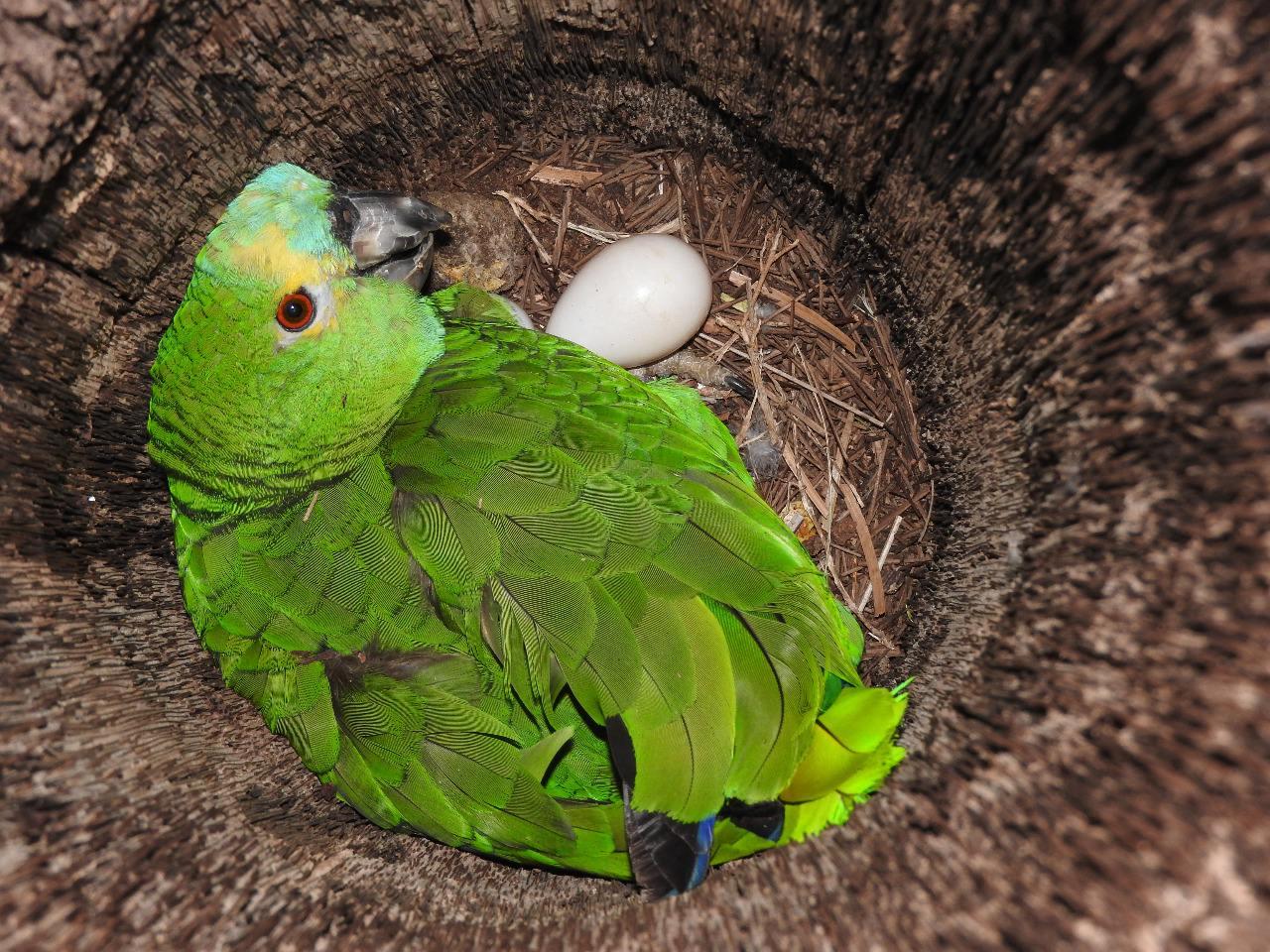 Amazon-Parrot-Eggs1