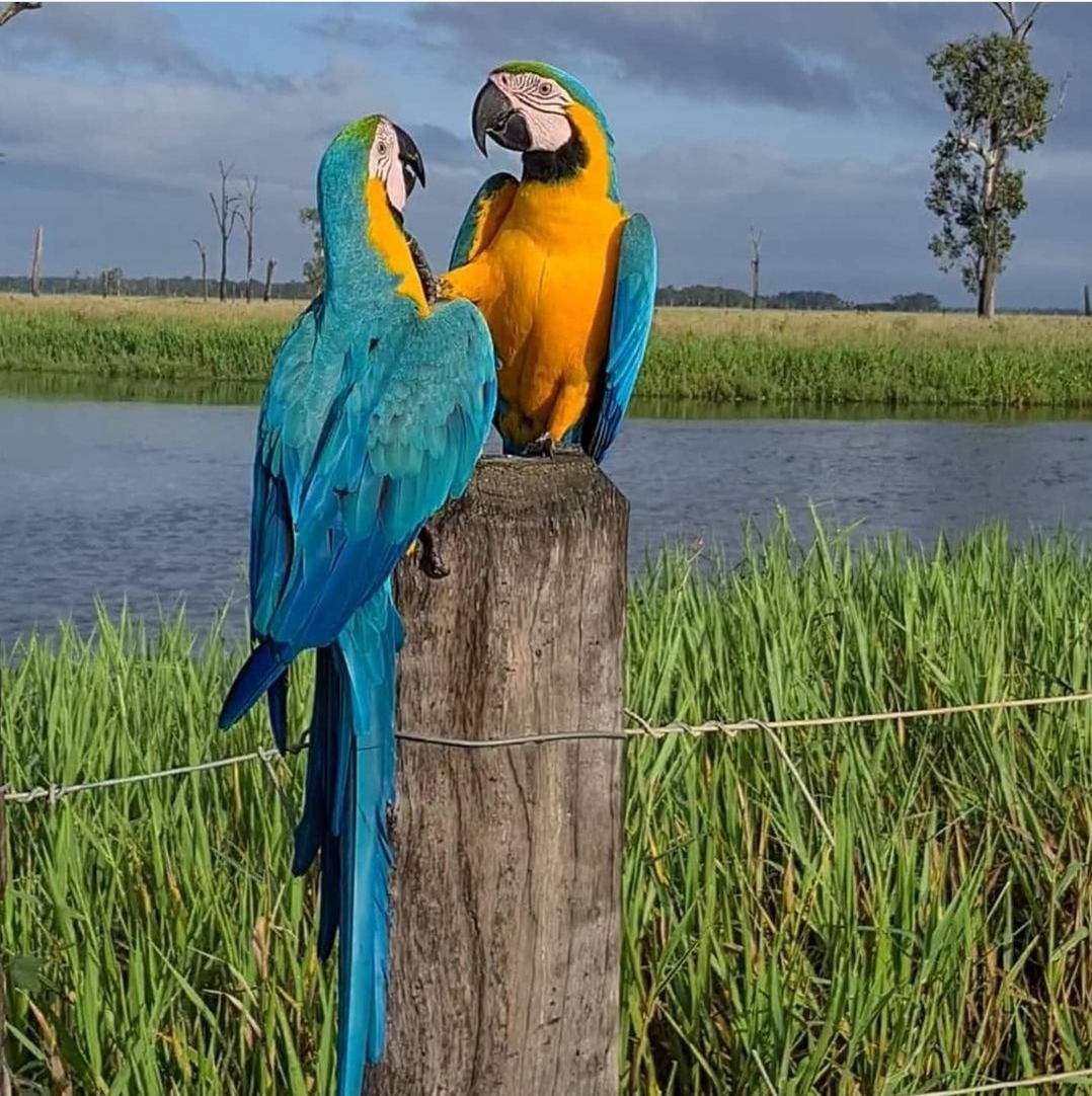 Blue and Gold Macaw Parrot Online Male & Female