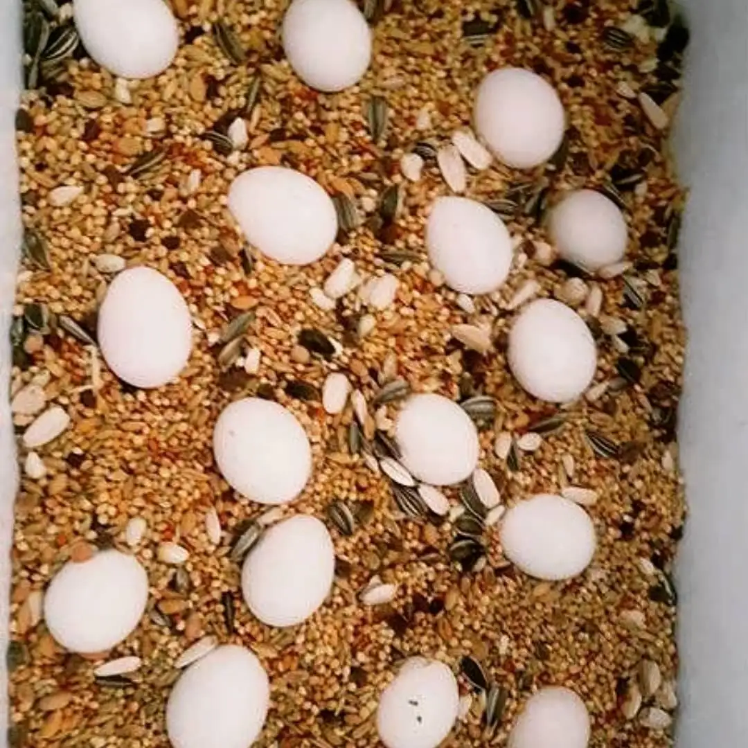 Buy-Parrot-Eggs-in-Bulk