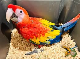 Charming 8-Month-Old Scarlet Macaw