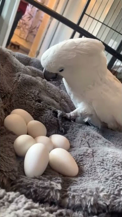Cockatoo-Parrot-Eggs-1