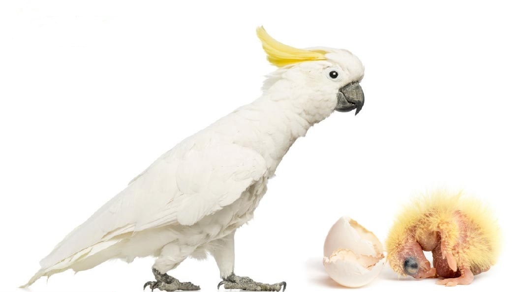 Cockatoo-Parrot-Eggs