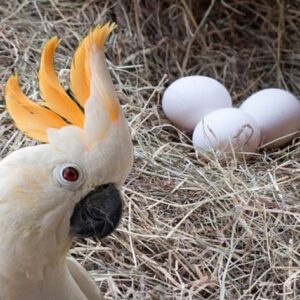 Cockatoo Parrot Eggs