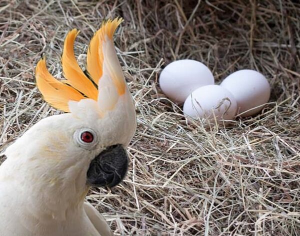 Cockatoo-Parrot-Eggs2-600x473