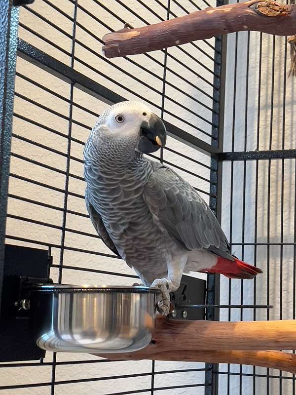 Congo-African-Grey-Parrot-for-sale-1