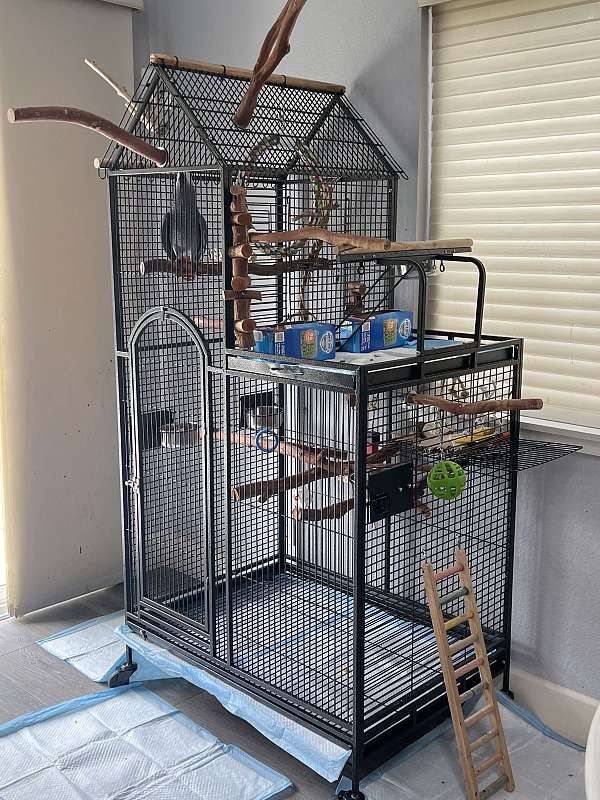 Congo-African-Grey-Parrot-for-sale1