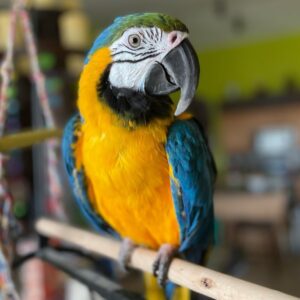 6-Month-Old Male Macaw Parrot
