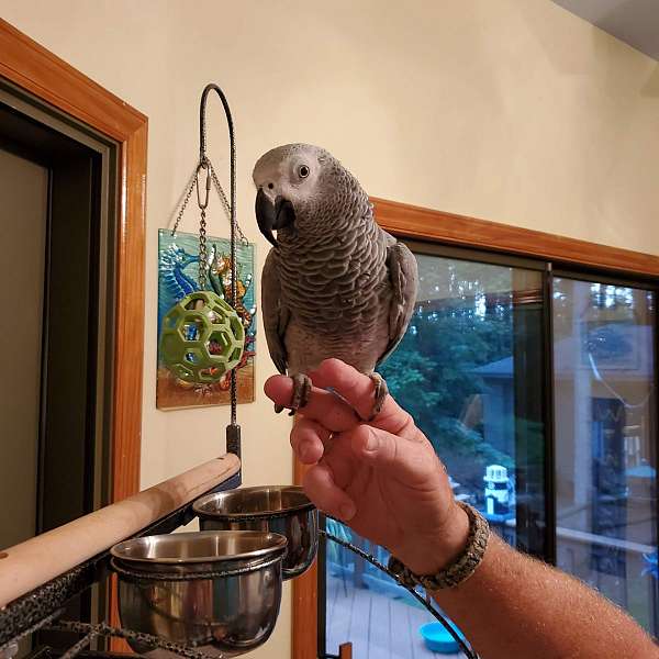 Dna-Tested-Female-African-Grey-Parrot1