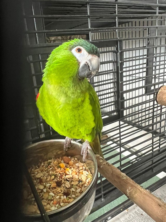 Female-Hahns-Macaw-Parrot