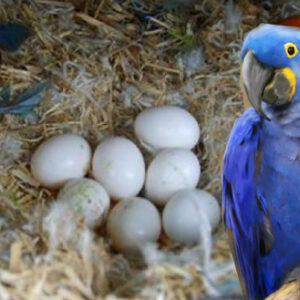 Hyacinth Macaw Parrot Eggs