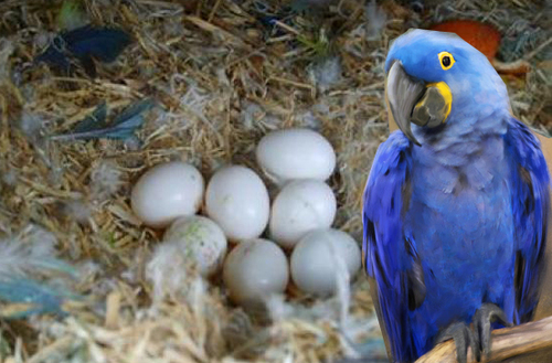 Hyacinth-Macaw-Parrot-Eggs-1