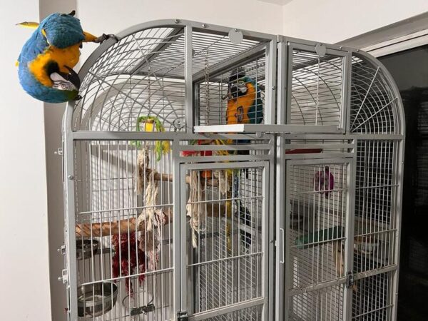 Male-and-Female-Blue-Gold-Macaws1-600x450