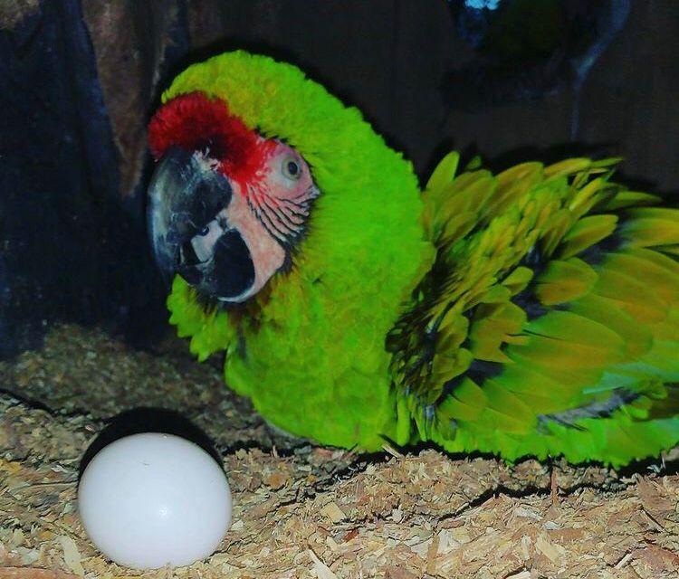 Military-Macaw-Parrots-eggs