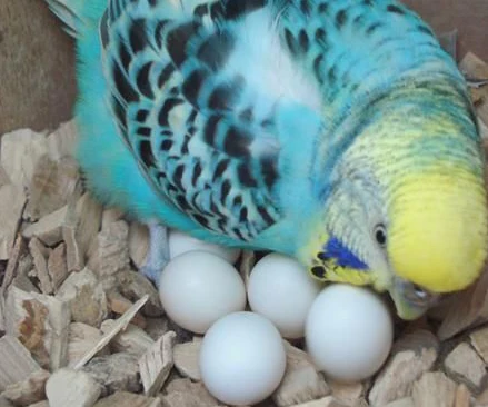 Parakeet-Parrot-Eggs