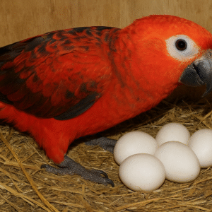 Red Factor African Parrot Eggs