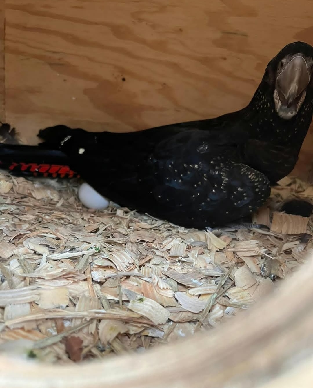 Red-Tailed-Black-Cockatoo-Eggs