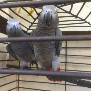 Pair Of Friendly African Grey Parrots