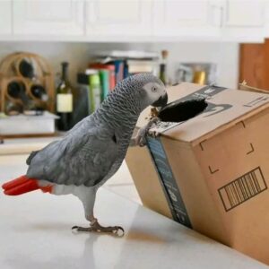 Well Trained Male African Grey Parrot