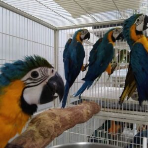 4 Beautiful 6-month-old Macaw Parrots