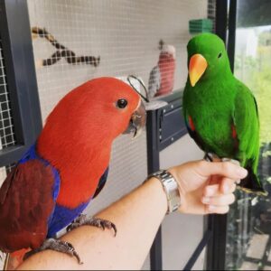 6-month-old Male and Female Eclectus Parrots