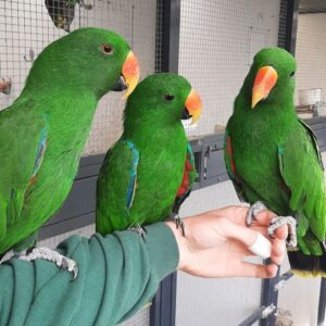 3 Female Eclectus Parrots