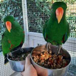Talking Male & Female Eclectus Parrots