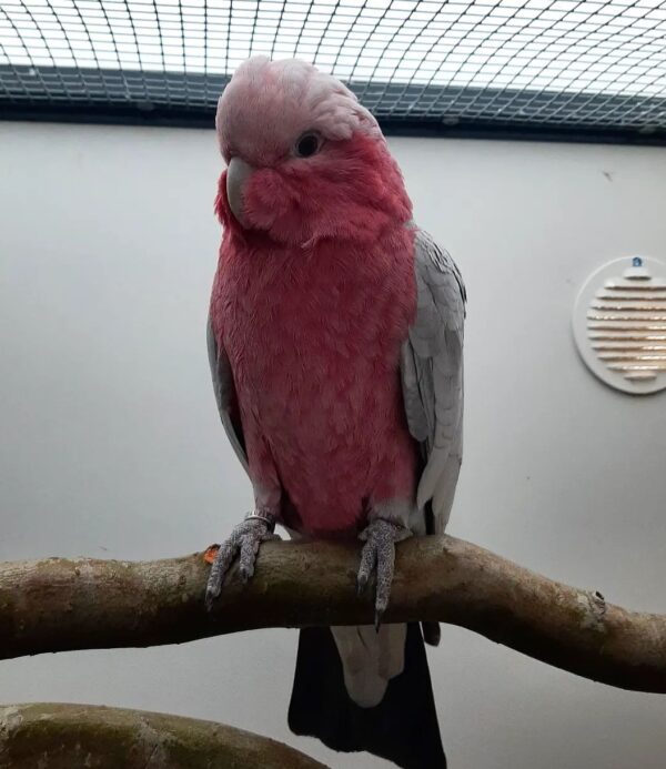 SmartSelect_20221123-003658_Instagram-600x693