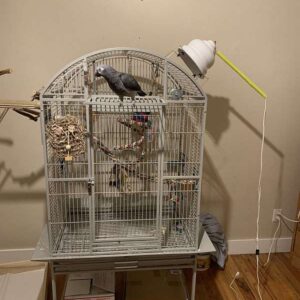 Timneh African Grey Parrot