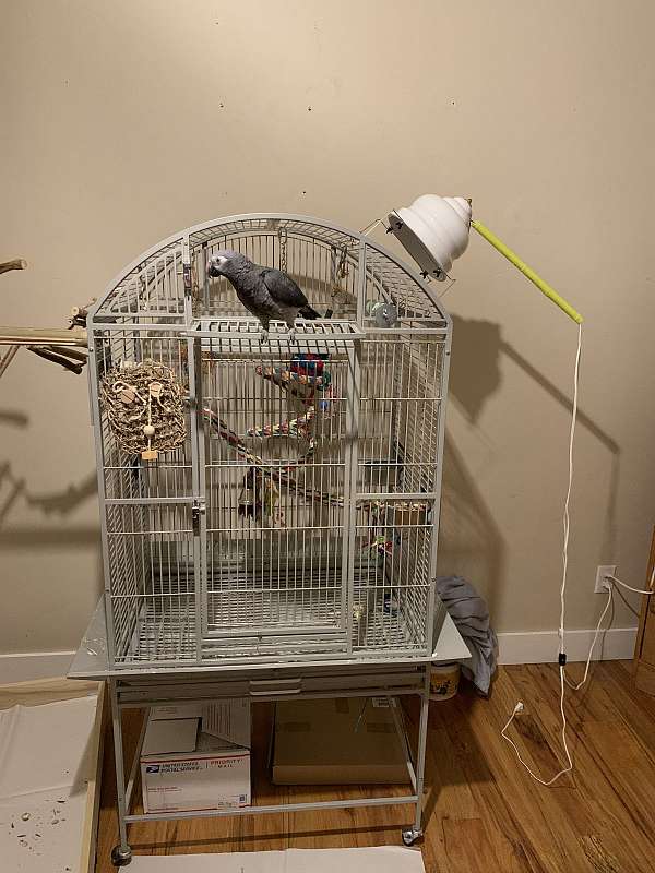 Timneh-African-Grey-Parrot-for-sale