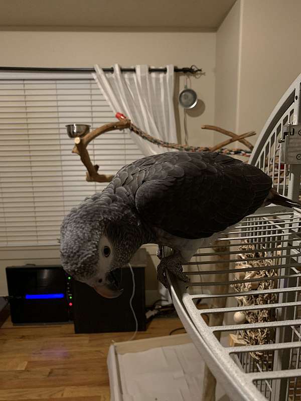 Timneh-African-Grey-Parrot-for-sale1