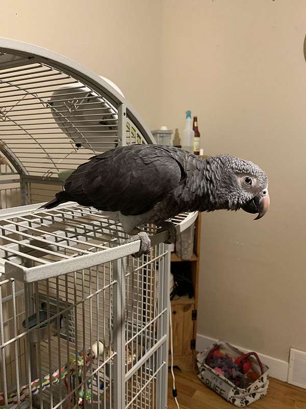 Timneh-African-Grey-Parrot-for-sale2