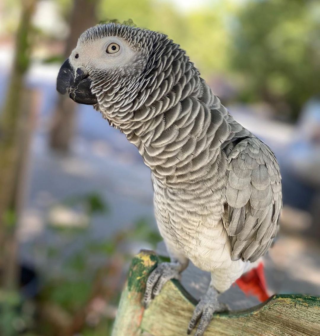 african_grey_45_245105242_267743521768051_4763589849640120491_n