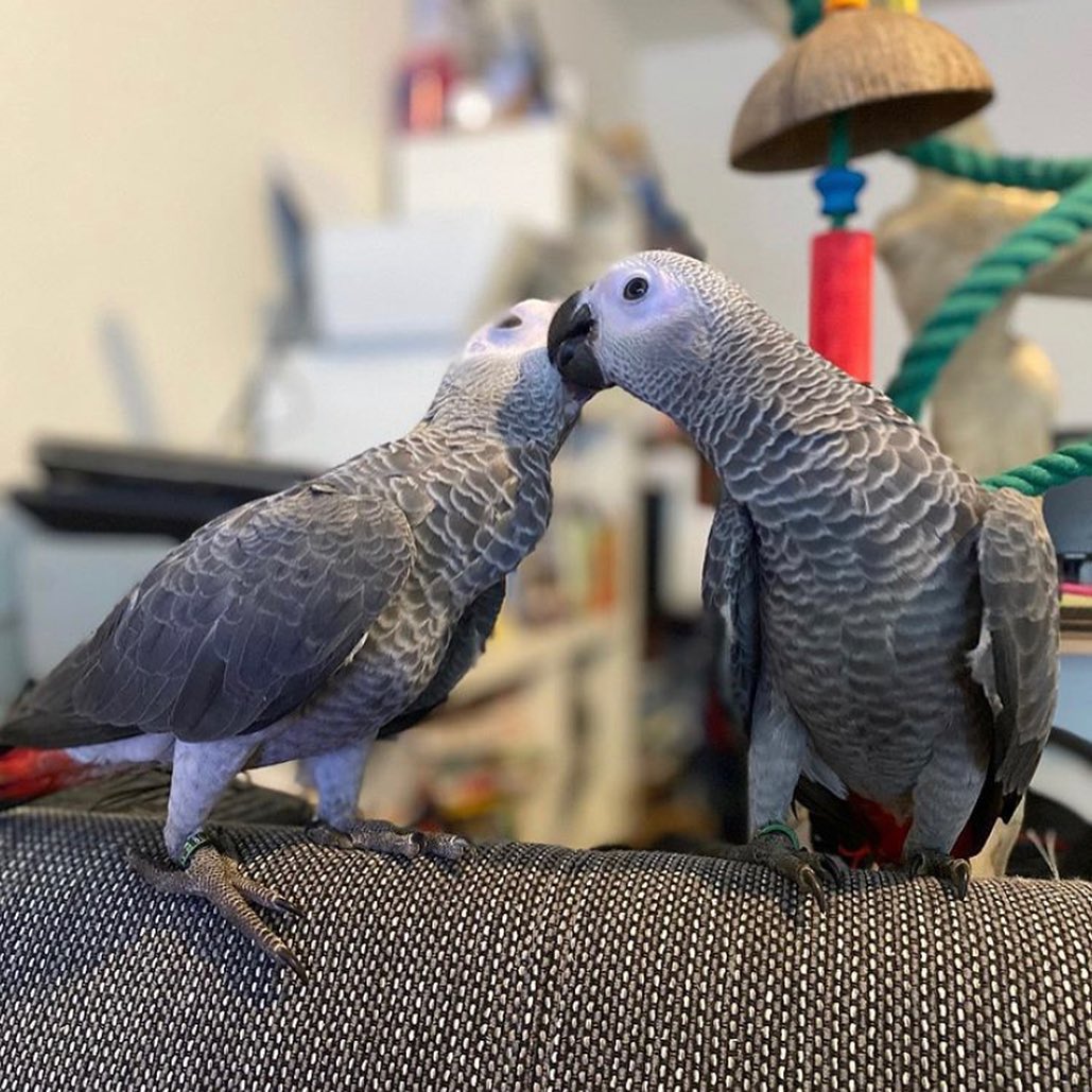 african_greyparrots_117639256_1440299799691153_6198988244676130081_n