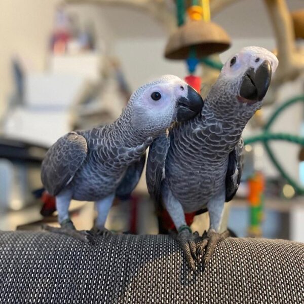 african_greyparrots_117767120_148380413609935_9120318652303003119_n-600x600