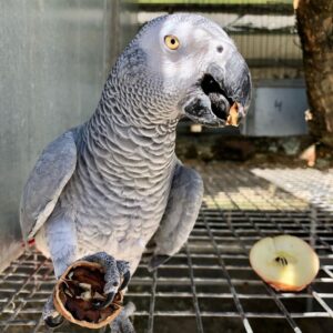 Trained Male African Grey Parrot