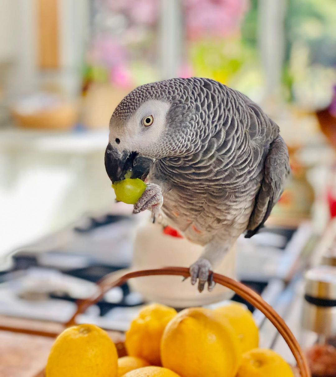 africangreyparrot-___2569177710598791788_1457232072___-