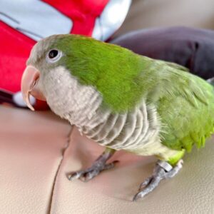 Quaker Parakeet for Sale